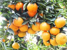 Hà Giang: Phục hồi những vùng trồng cam thoái hóa